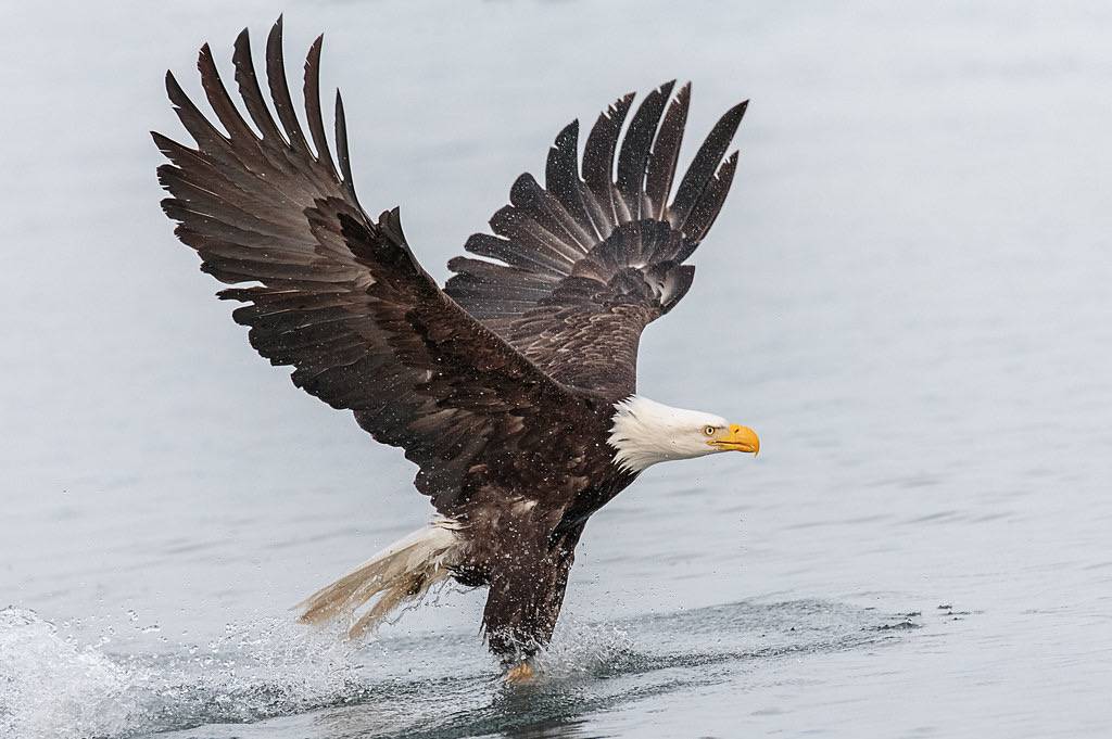 Bald Eagle Fishingb y Andy Morffew is licensed under CC BY 2.0